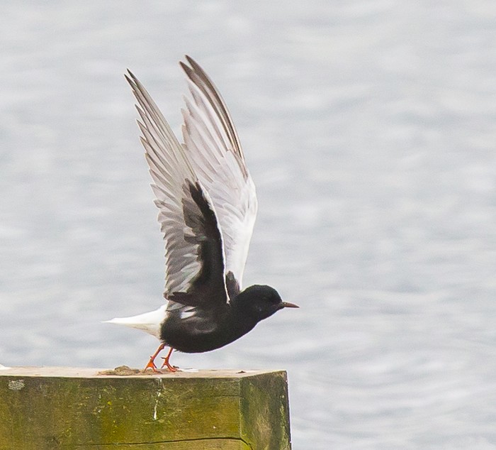 White-winged Black Tern