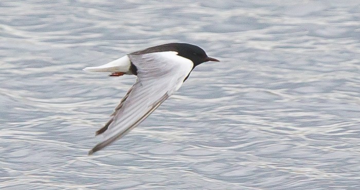 White-winged Black Tern