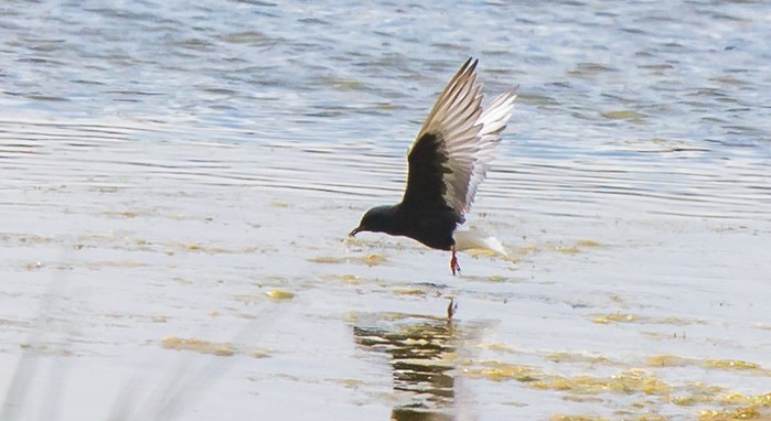 White-winged Black Tern