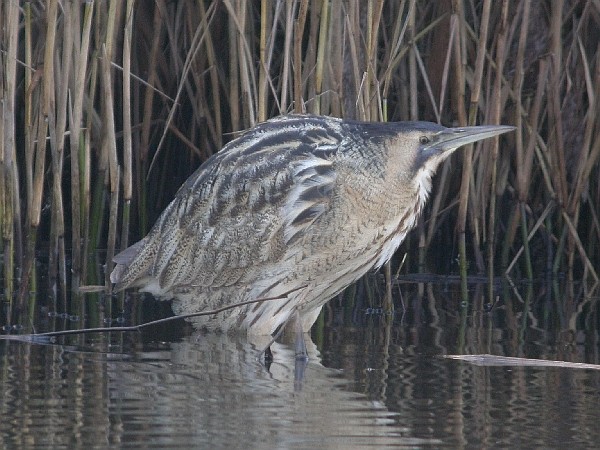 Bittern