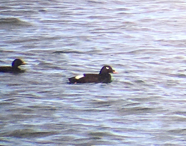 American White-winged Scoter
