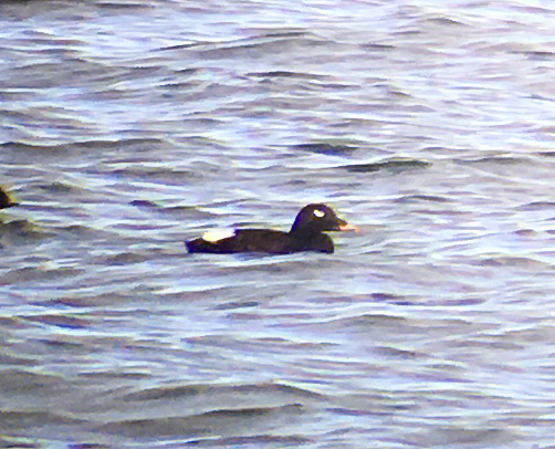 American White-winged Scoter