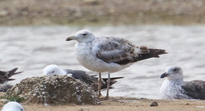 Caspian Gull