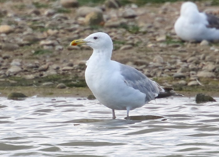 Caspian Gull