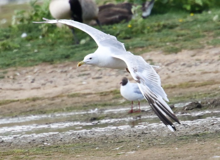 Caspian Gull
