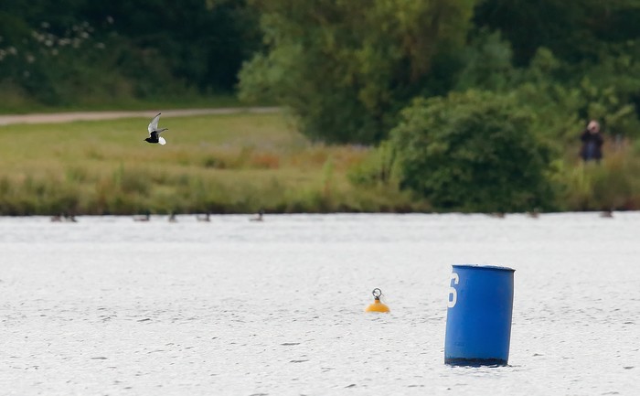 White-winged Black Tern