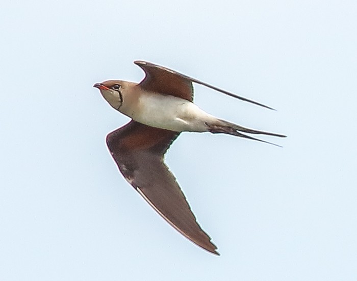 Collared Pratincole