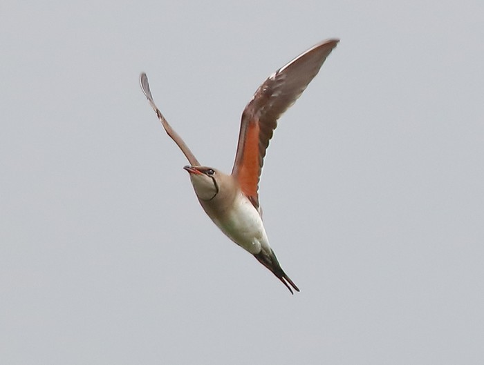 Collared Pratincole