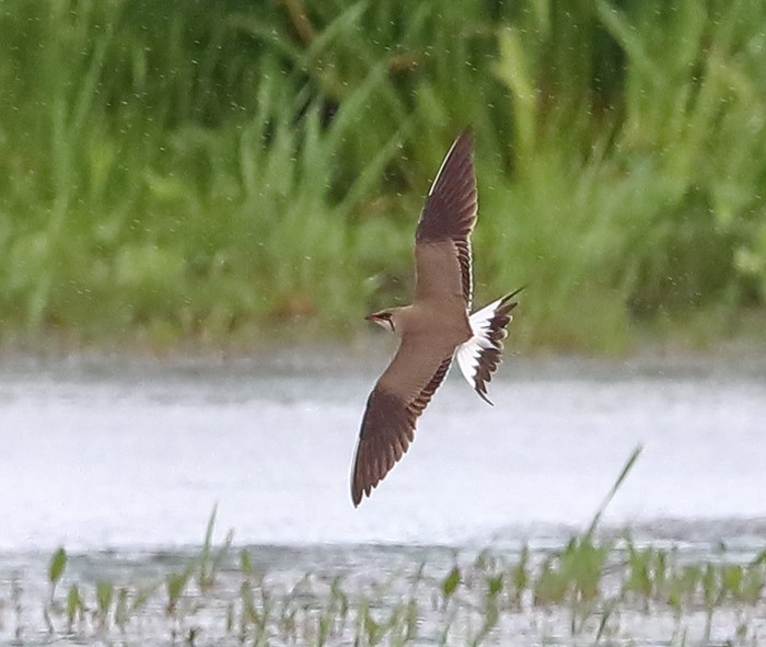 Collared Pratincole
