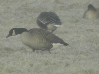 Todd's Canada Goose
