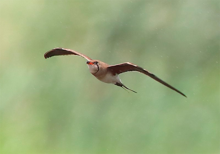 Collared Pratincole
