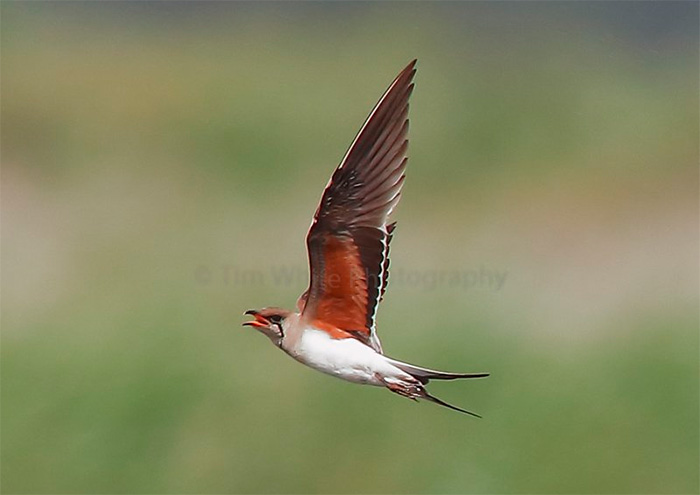 Collared Pratincole