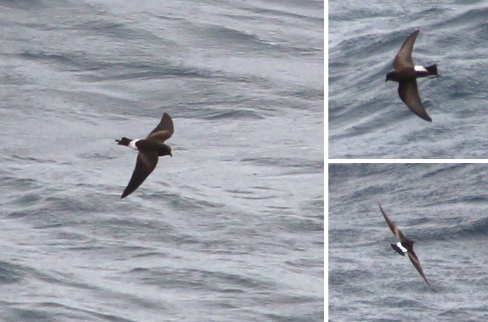 Wilson's Petrel