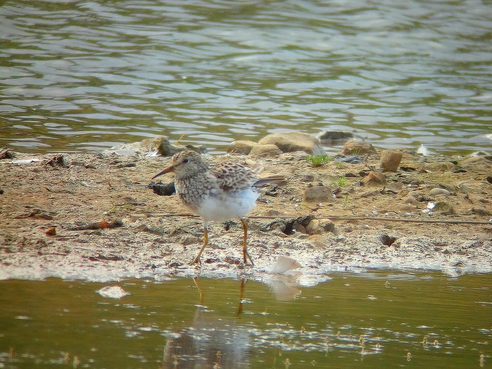 Pectoral Sandpiper