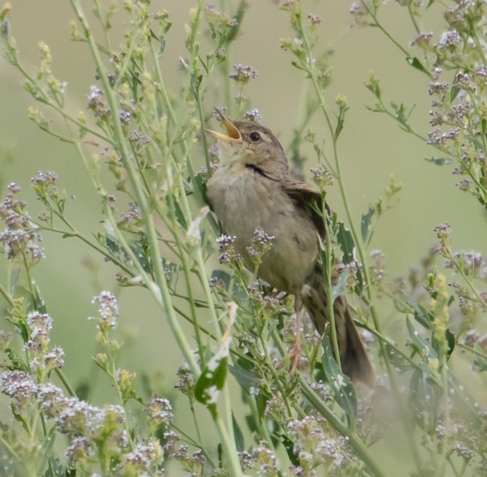 Grasshopper Warbler