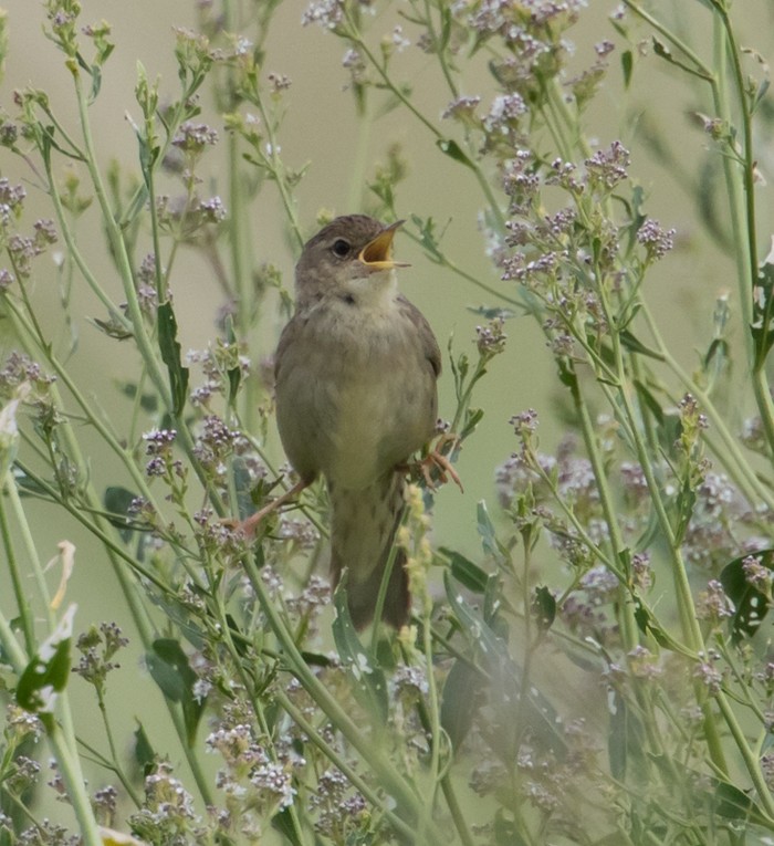 Grasshopper Warbler