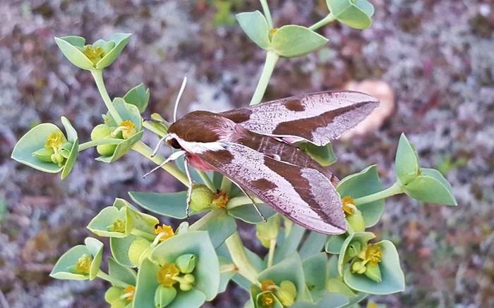 Spurge Hawkmoth