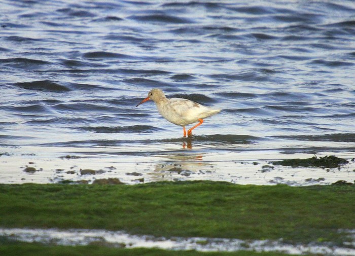Redshank