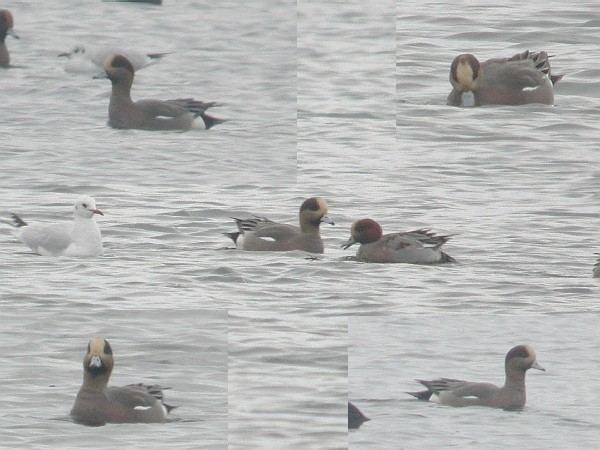 American Wigeon x Wigeon hybrid