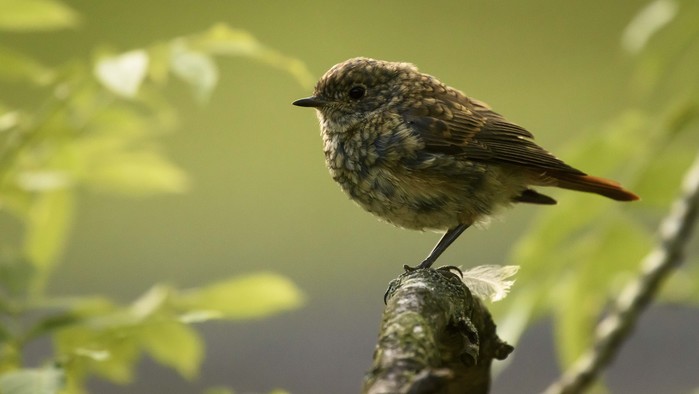 Redstart