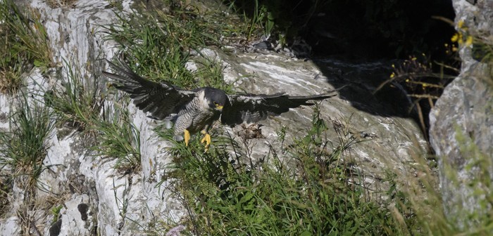 Peregrine