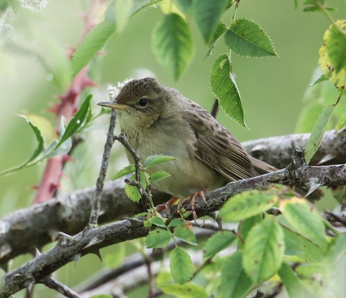 Grasshopper Warbler