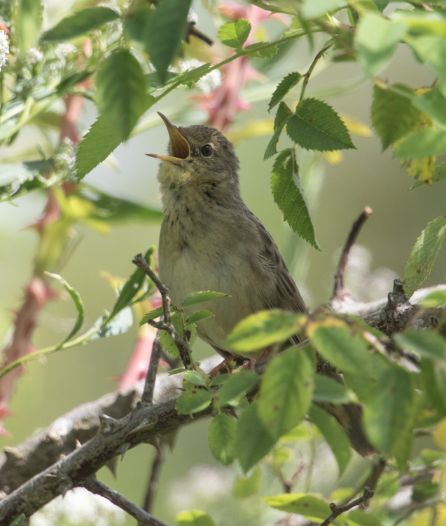 Grasshopper Warbler