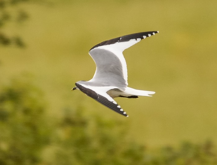 Sabine's Gull