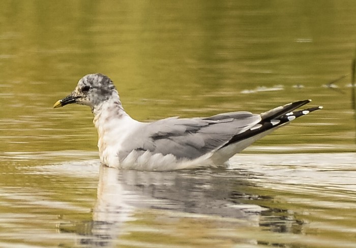 Sabine's Gull