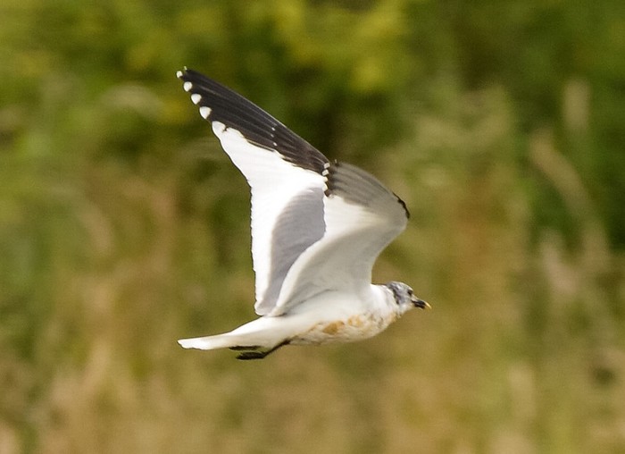 Sabine's Gull