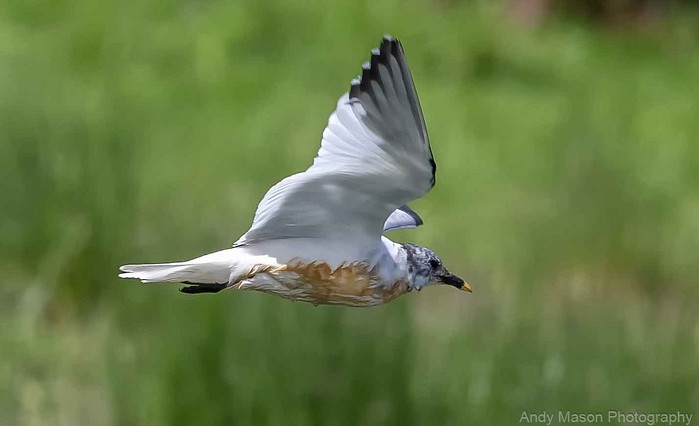 Sabine's Gull