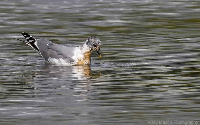 Sabine's Gull