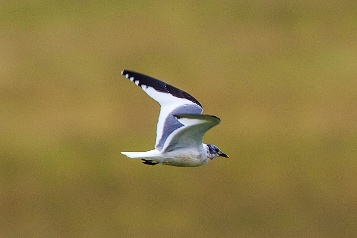 Sabine's Gull