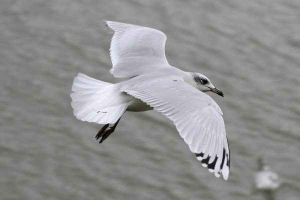 Mediterranean Gull