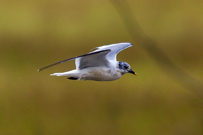 Sabine's Gull