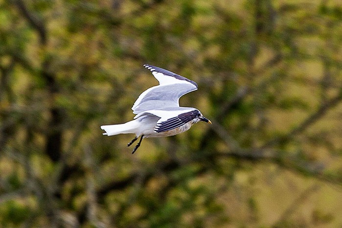 Sabine's Gull
