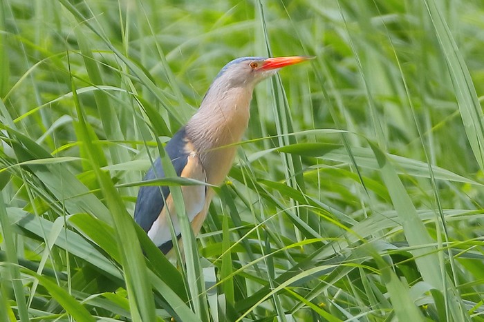 Little Bittern
