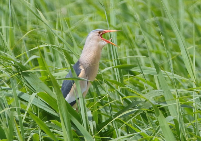 Little Bittern