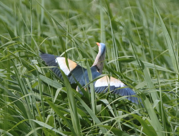 Little Bittern