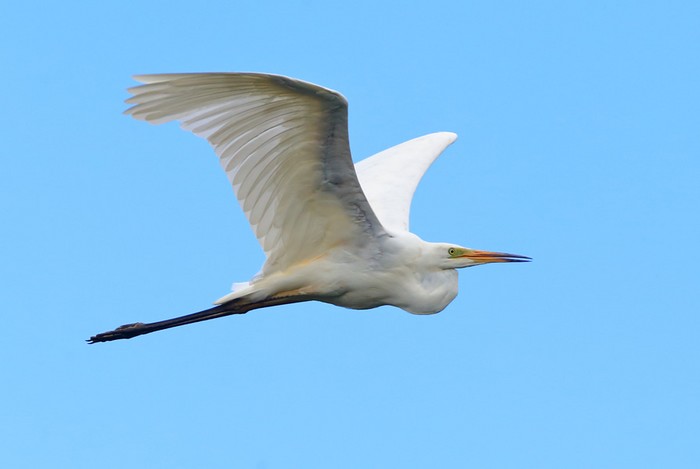 Great White Egret