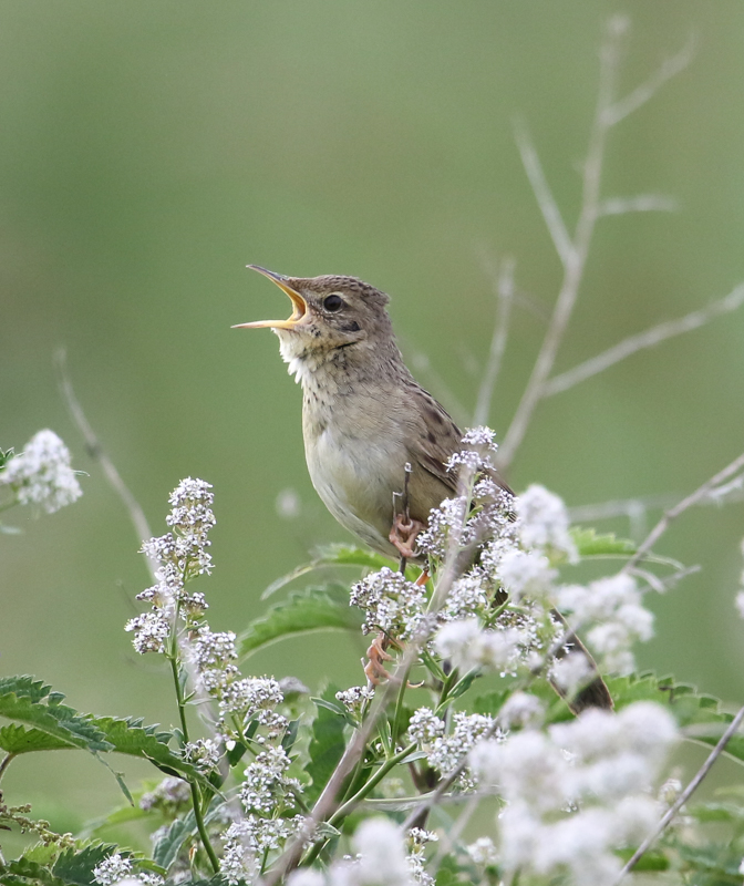 Grasshopper Warbler