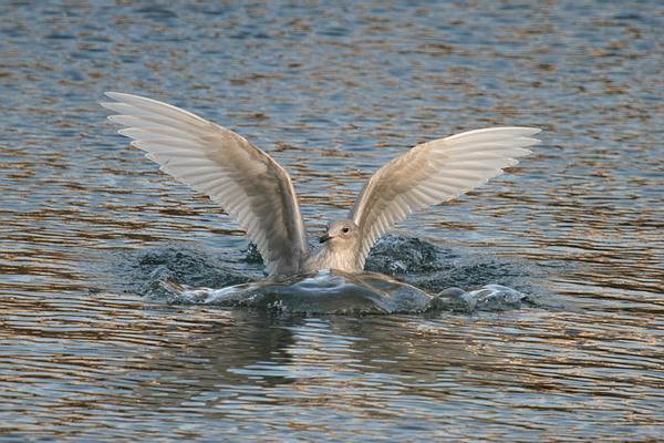 Iceland Gull