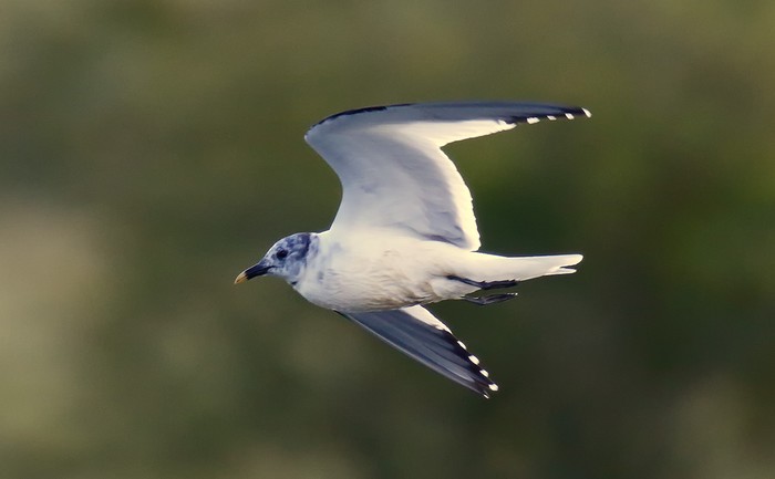 Sabine's Gull