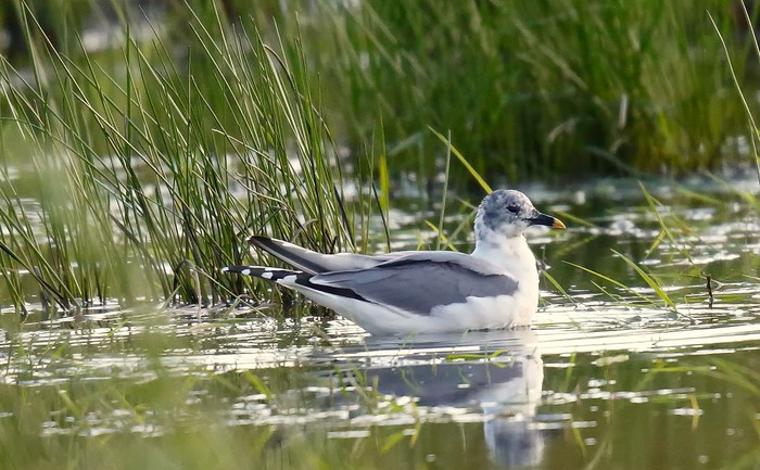 Sabine's Gull