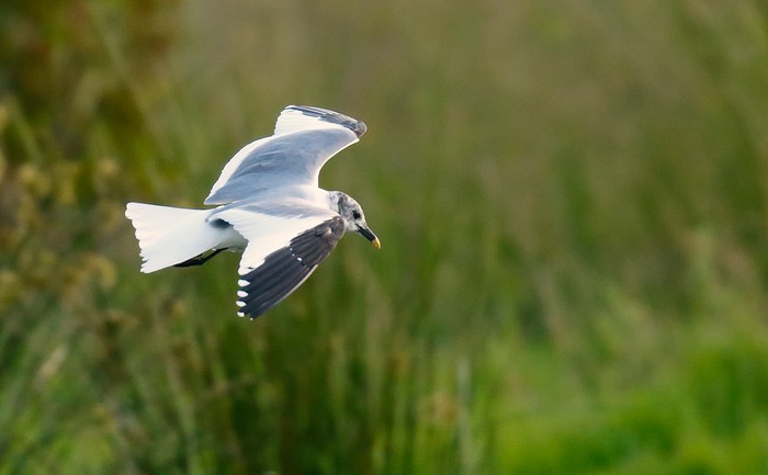 Sabine's Gull