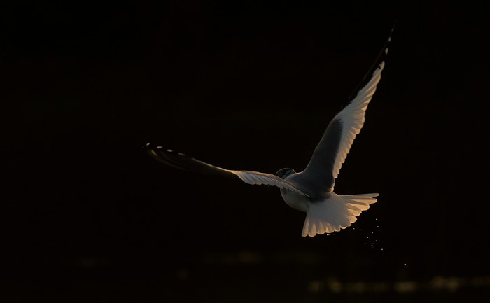 Sabine's Gull