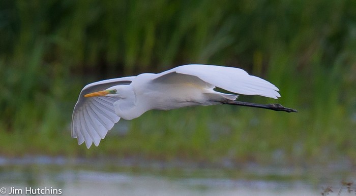 Great White Egret