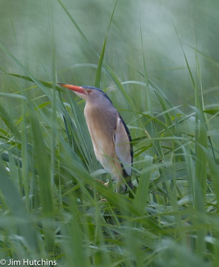 Little Bittern