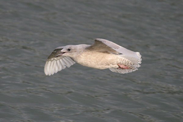 Iceland Gull
