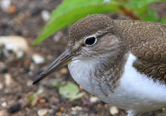 Common Sandpiper